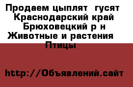 Продаем цыплят, гусят - Краснодарский край, Брюховецкий р-н Животные и растения » Птицы   